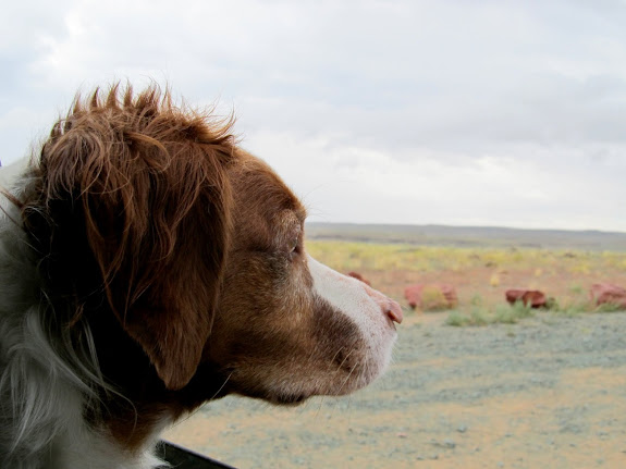 Torrey while waiting out the rain