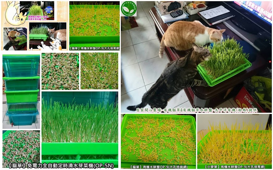 小麥,小麥胚芽,回春水,貓草,回春水做法,回春水的功效,貓草小麥草,貓草怎麼種,貓草種子哪裡買,生麥芽汁