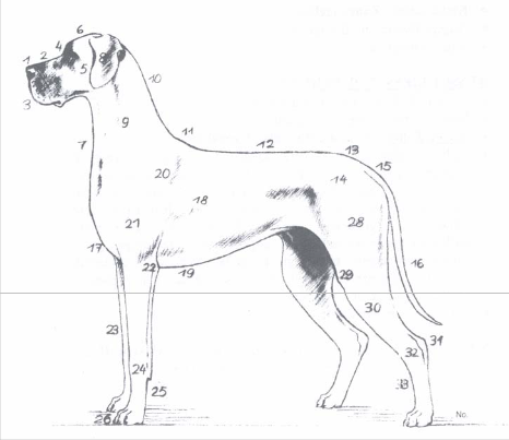 Schema dogue
