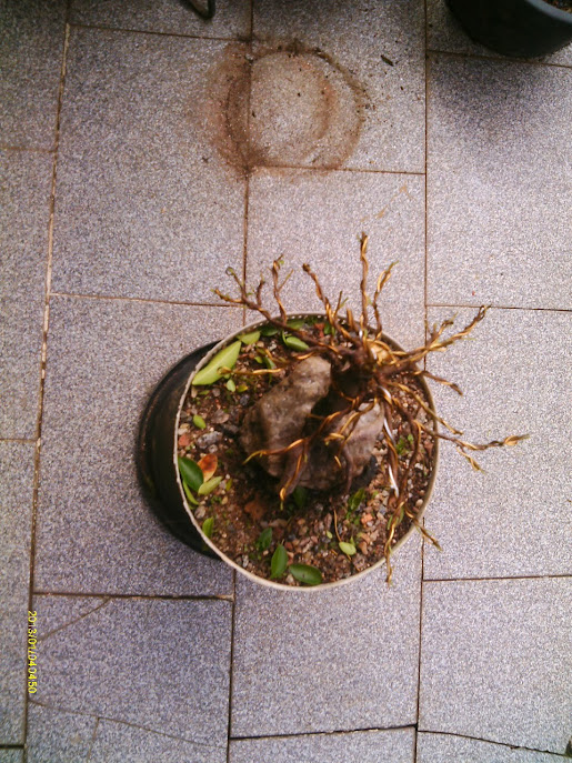 Ficus Microcarpa , Raiz sobre pedra... IMAG0104