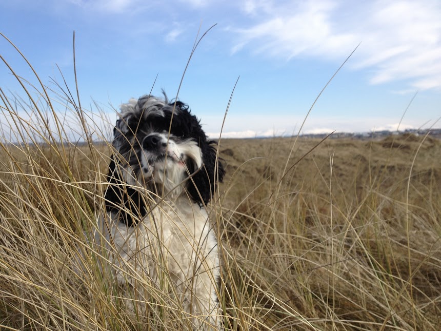 Charlie Brown, American cocker spaniel, is so good looking