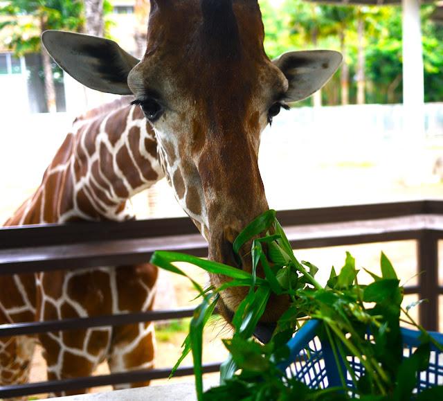 Chiang Mai Night Safari - увидеть животных в естественной среде обитания (и дешево!)