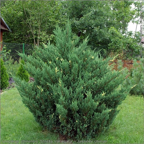 Juniperus chinensis 'Stricta Variegata' habit - Jałowiec chiński pokrój