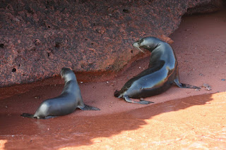 Iles Galapagos Losvagabundos