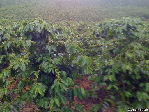 Agriviet.Com-Picture_018.jpg Agriviet.Com-Picture_018.jpg