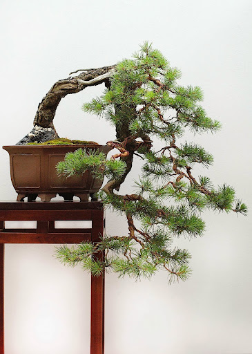 Irun Bonsai