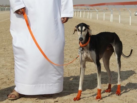 World's most outrageously expensive dogs 5