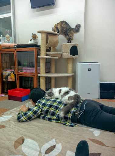 Cat Cafe Nyankoto