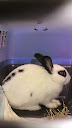 Oslo, lapin blanc et noir-[adopté] 796294IMG20140829160019