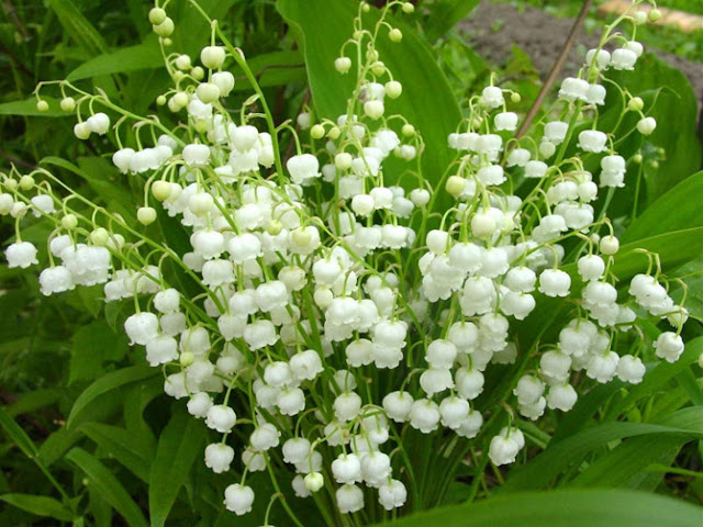 Melodías de Primaveras - foto 12 Fotos de Primavera