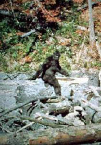 Paranormal Case 1 Bigfoot