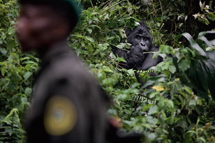 the_shock_killing_of_mountain_gorillas_16_resize.jpg