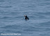 swimming Puffin