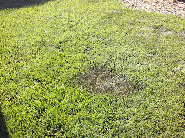 Groan . . . frost damage. Any remedy? - aroundtheyard.com Forums