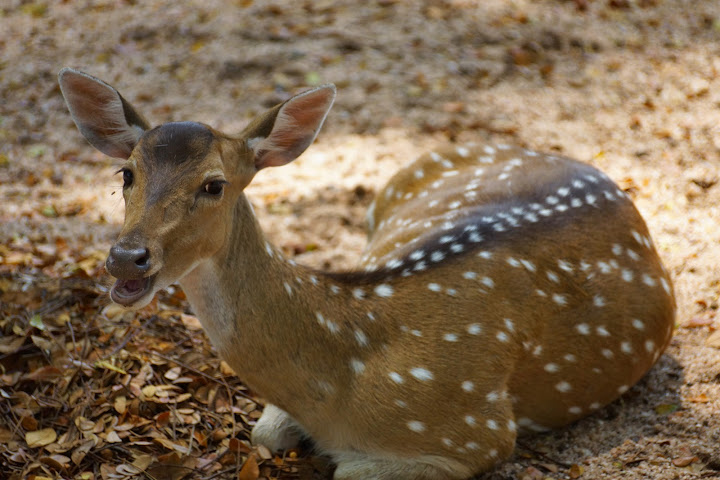 Шри-Ланка: на машине 1 100 км,  фото без комментариев, март-апрель 2013г.