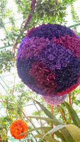 Gorgeous flowers inside the Conservatory Area, cultivated botanical gardens in the atrium of The Wynn