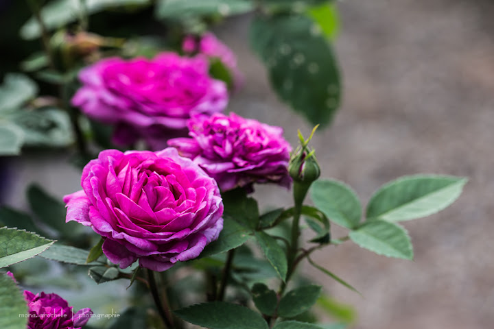 Rosa Reine des Violettes Rosa-reine-des-violettes-130703-177rm