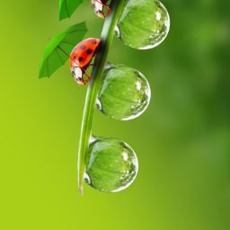 Hoàng Chương Trần