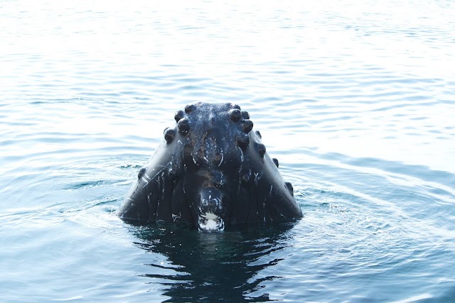 SpringTide Whale Watching & Eco Tours