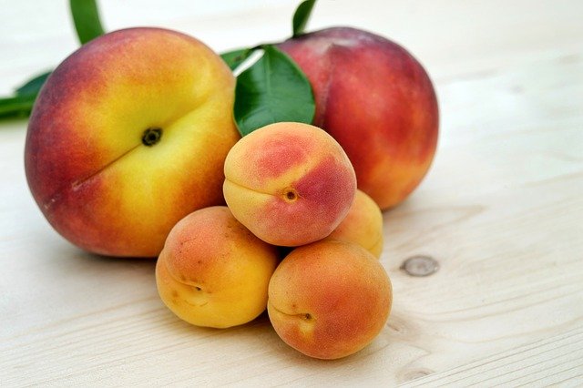 apricots scientific name