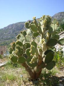 Kaktusi prelijepe Komize P8080133