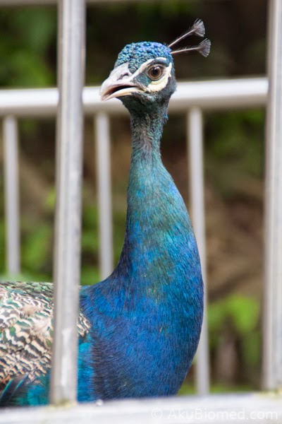 indian blue peafowl