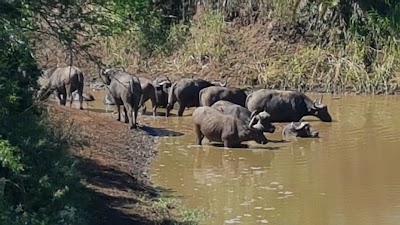 Photos of Hluhluwe/Imfolozi