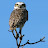 Oscar Parzon avatar image