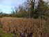 Pond at Buxlow Manor