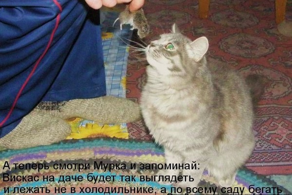 Довести до греха не обещаю, но провожу Довести до греха не обещаю, но провожу