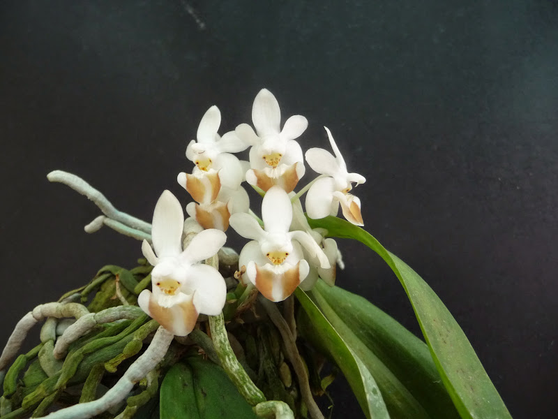 Phalaenopsis lobbii P1190024