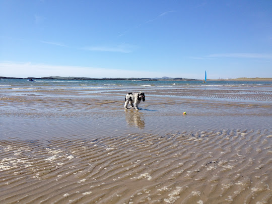Charlie Brown American cocker spaniel,  having a paddle