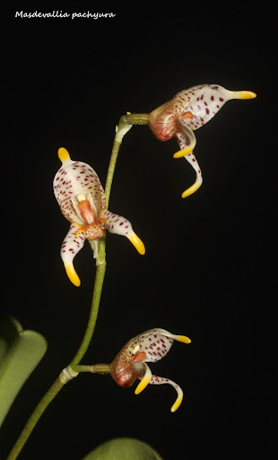 Spilotantha pachyura ( ex. Masdevallia pachyura )  IMG_0746b%2520%2528Medium%2529