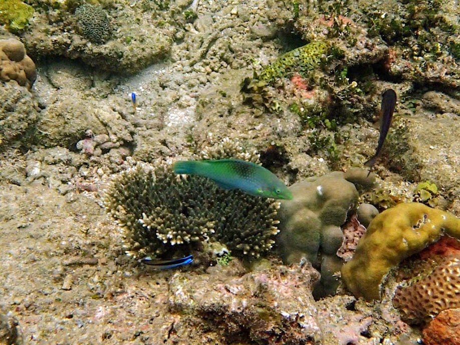 Halichoeres sp. (Unidentified Wrasse), El Nido, Palawan, Philippines.