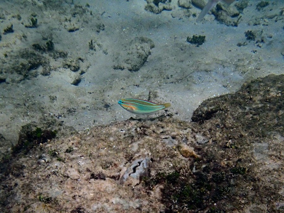 Stethojulis trilineata (Four-line Wrasse), Miniloc Island Resort Reef, Palawan, Philippines.