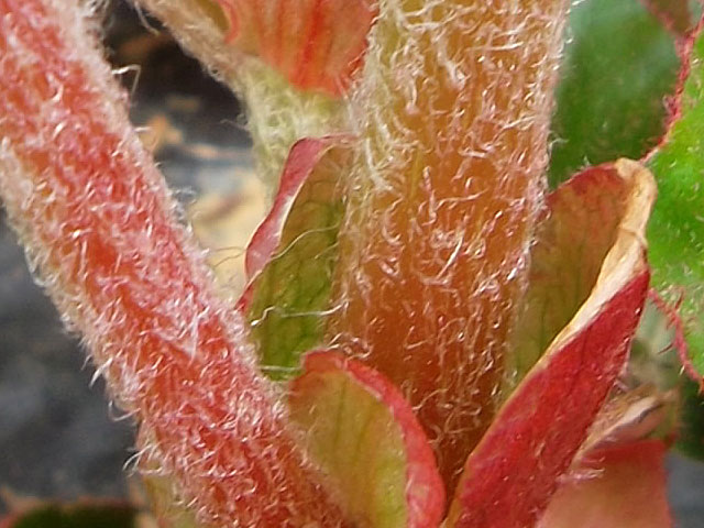 Plantas, plantas & más plantas: Begonia peluda · My Hairy Begonia