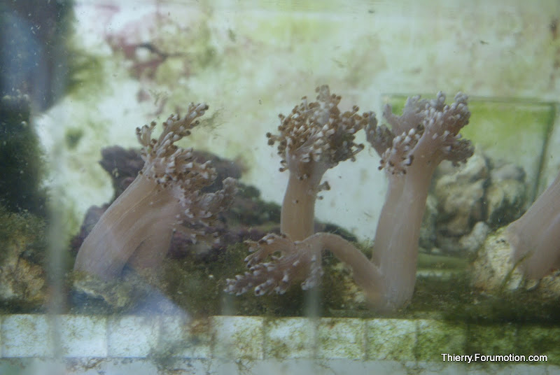 Capnella imbricata (Kenya Tree Coral) DSC04882