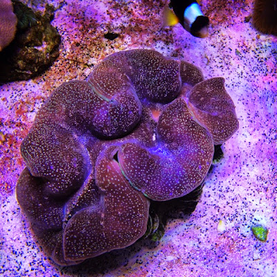 squamosa clam