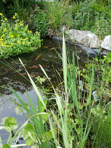 Shirley Aquatics