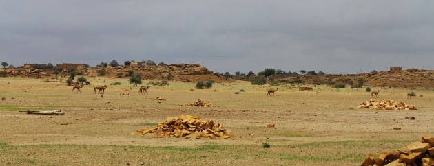 Wild camels roam near a village in the Thar desert