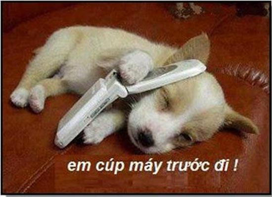 Thư giãn với ảnh vui về những chú Chó hài hước Ảnh cún con nghe điện thoại