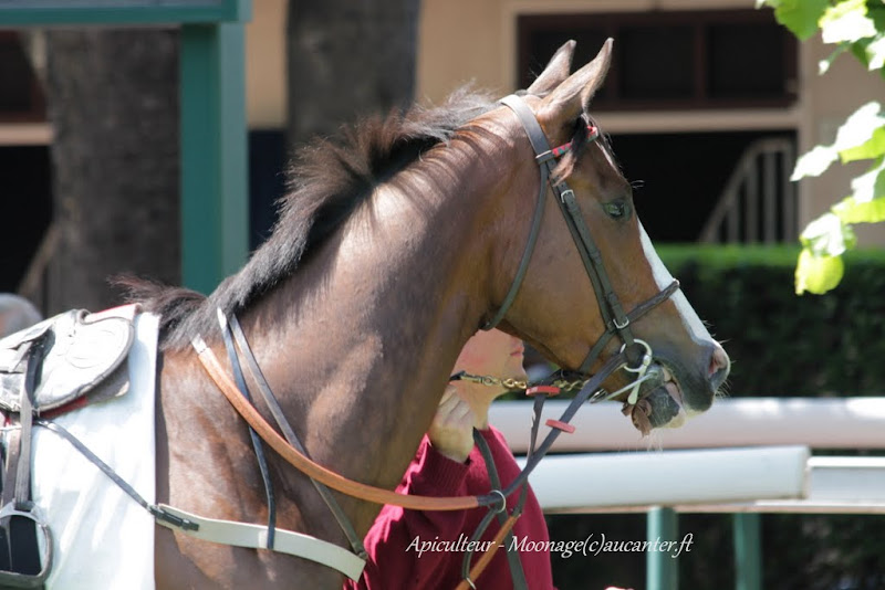 Photos Auteuil 22-05-2015 IMG_0713