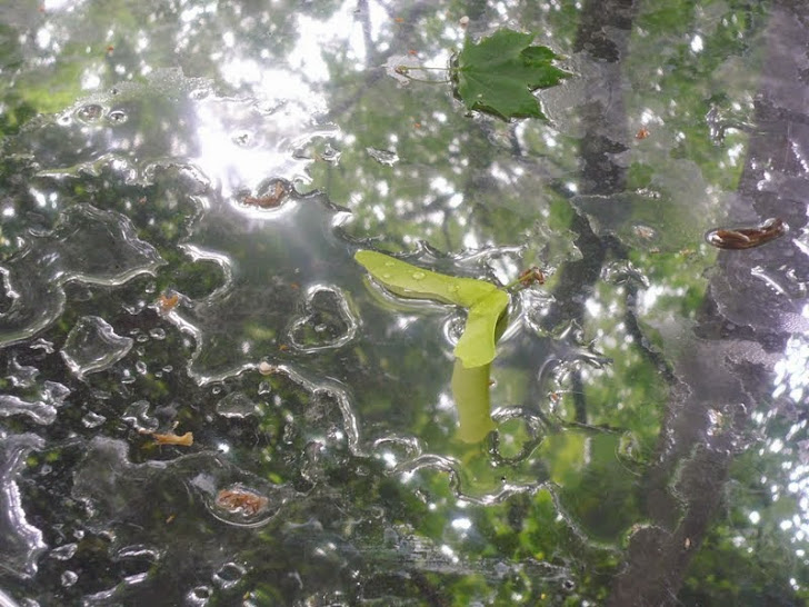 Взгляд сквозь лужу: отражения мира в фотографиях