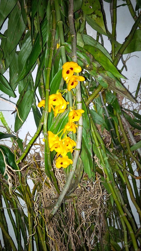 Hoa lan, phong lan rừng