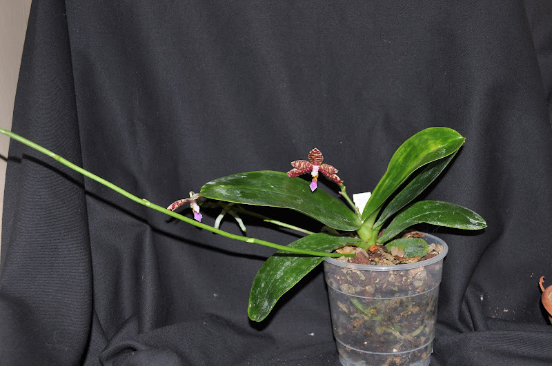 Phalaenopsis Spica DSC_0016