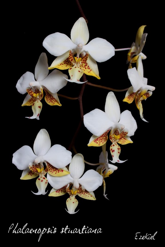 Phalaenopsis stuartiana IMG_9744