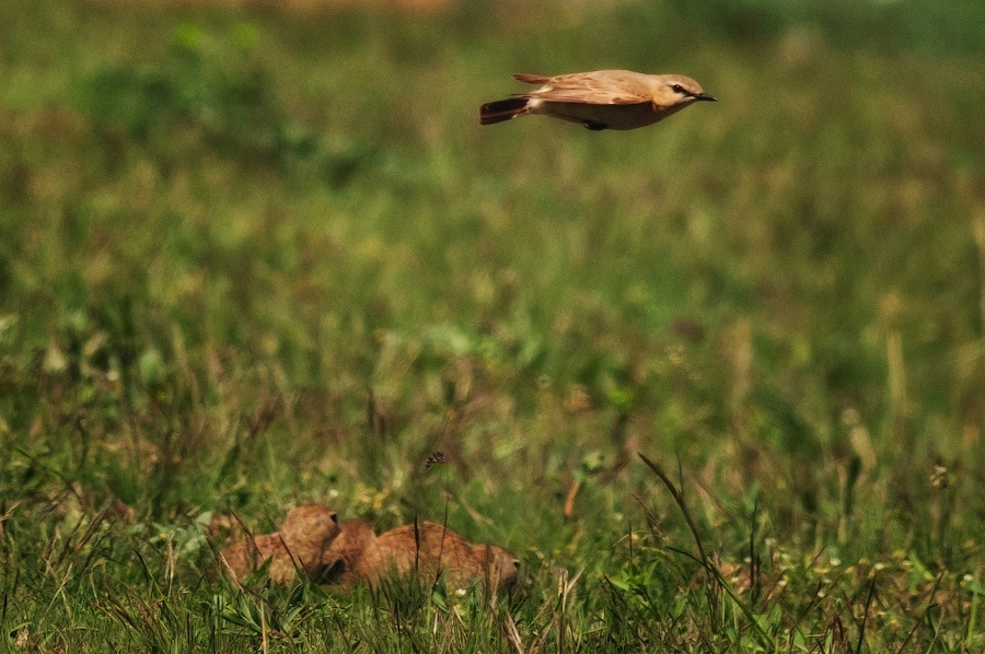 wildlife.crimea.ua