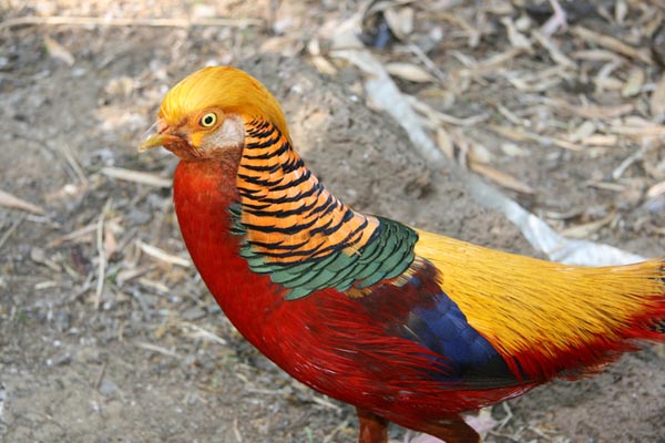 14 Most Beautiful Birds of the World - Golden Pheasant