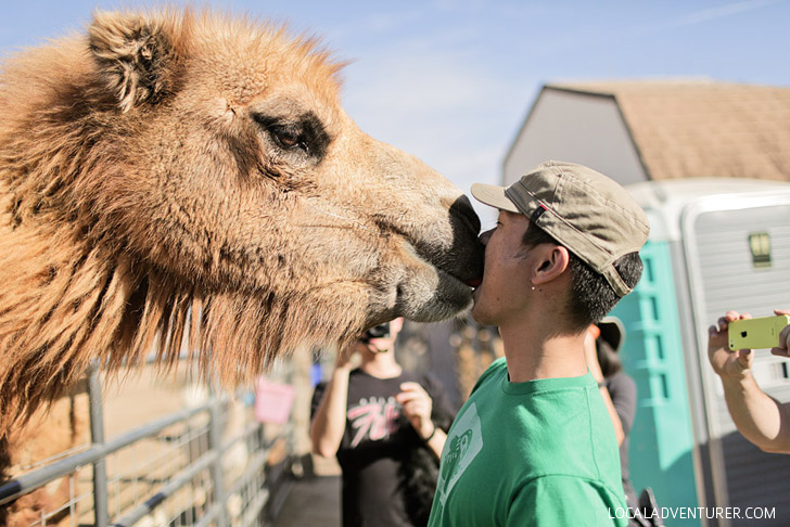 Camel Kisses.