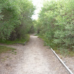 Track near the Owens Walkway in Redhead (391007)